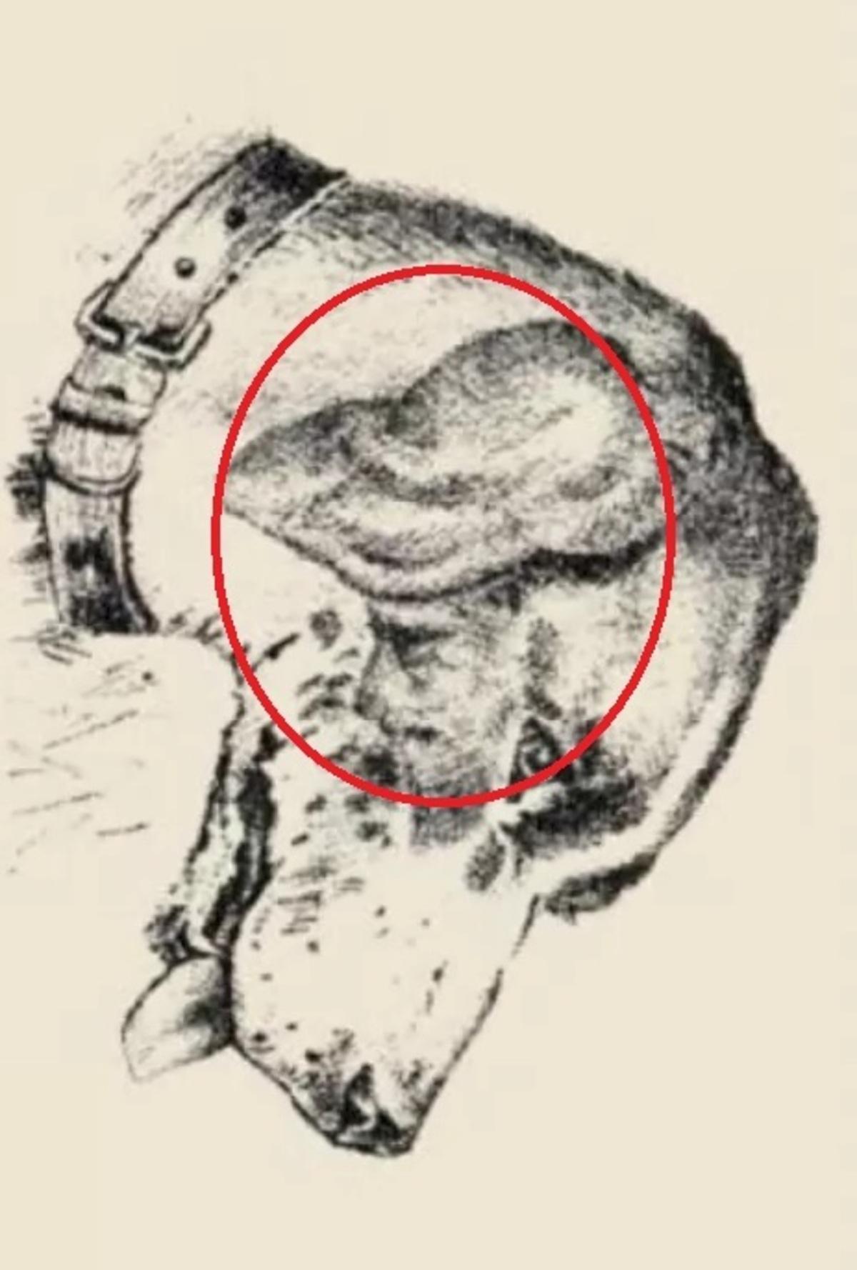 Il volto umano era sull'orecchio del cane / disegnato da safalta.com