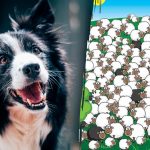 Dove si nasconde il cane: solo alcuni lo troveranno tra le pecore in 5 secondi Dove si nasconde il cane: solo alcuni lo troveranno tra