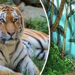 Illusione ottica per unicum: bisogna trovare una tigre nella foresta