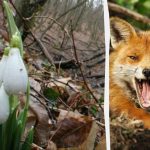 L'illusione ottica vi mostrerà q è il vostro quoziente intellettivo: