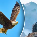 Solo poche persone riescono a trovare un'aquila in montagna in 6 secondi: un incredibile indovinello per i più intelligenti Solo poche persone riescono a trovare un'aquila in montagna in