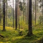 Qe animale è nascosto nell'immagine: solo poche persone riusciranno a